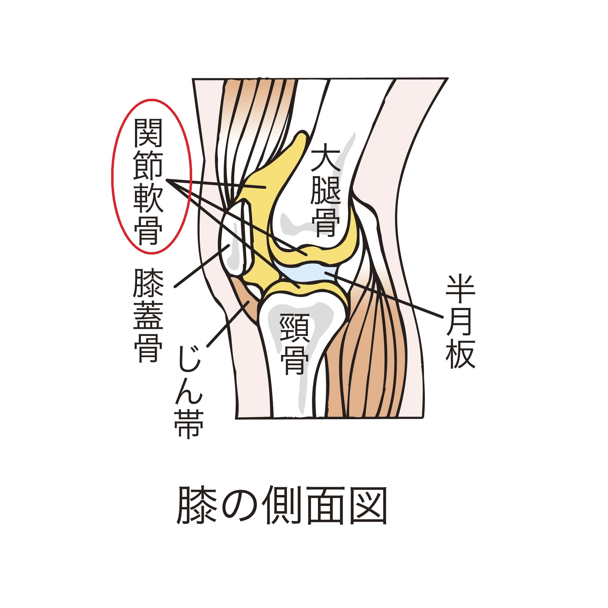 膝の側面図